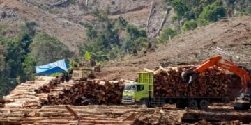 Dugaan Perambahan Hutan Lindung di Mukomuko, Sangat Memprihatinkan
