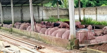 Peternakan Babi Desa Sidowaluyo Lamsel Diduga Cemari Lingkungan