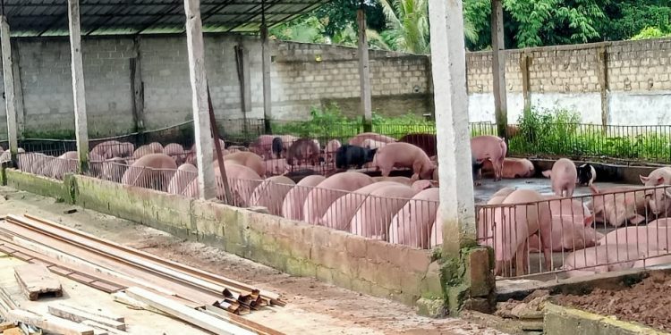 Peternakan Babi Desa Sidowaluyo Lamsel Diduga Cemari Lingkungan