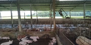 Ternak Babi di Desa Sidowaluyo Diduga Sengaja Tidak Memasang Pelang CV atau PT
