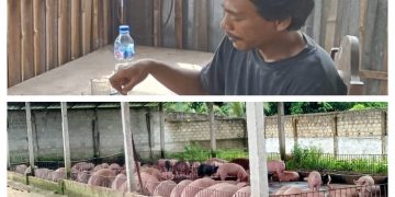 DLH Lampung Selatan Terkesan Bungkam Terkait Izin Usaha Ternak Babi Milik Nyoman