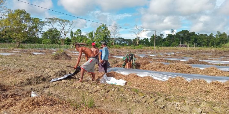 Satgas TMMD Kodim 1710/Mimika Pasang Plastik Mulsa Guna Mendukung Ketahanan Pangan