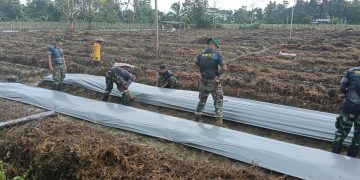 Satgas TMMD 124 Kodim 1710/Mimika Bersama  Poktan Noken Naena Terus Kejar Target Penanaman di Lahan Tidur