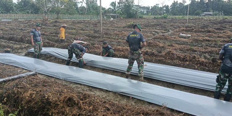 Satgas TMMD 124 Kodim 1710/Mimika Bersama  Poktan Noken Naena Terus Kejar Target Penanaman di Lahan Tidur