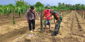 Aktif Dukung Ketahanan Pangan,Brigpol Muhammad Socheh, S.H Personil Polres Keerom Lakukan Pendampingan Kepada Petani