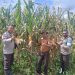 Lakukan Pengecekan Lahan Padi Serta Jagung, Bhabinkamtibmas Aktif Dukung Ketahanan Pangan
