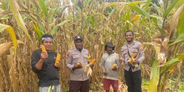 Polsek Senggi Bersama Kelompok Tani ‘Satu Hati Kampung Woslay’ Menggelar Panen Jagung dan Penanaman Padi Bersama