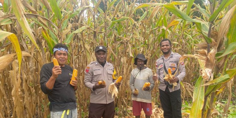 Polsek Senggi Bersama Kelompok Tani ‘Satu Hati Kampung Woslay’ Menggelar Panen Jagung dan Penanaman Padi Bersama