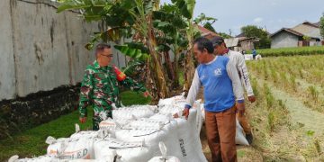 Anggota Koramil 410-04/TKT, dengan Sigap Bantu Petani Padi