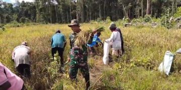 Babinsa Koramil Kuala Kencana Bantu Warga Panen Padi Gogo untuk Dukung Ketahanan Pangan