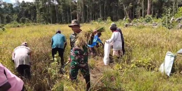 Babinsa Koramil Kuala Kencana Bantu Warga Panen Padi Gogo untuk Dukung Ketahanan Pangan