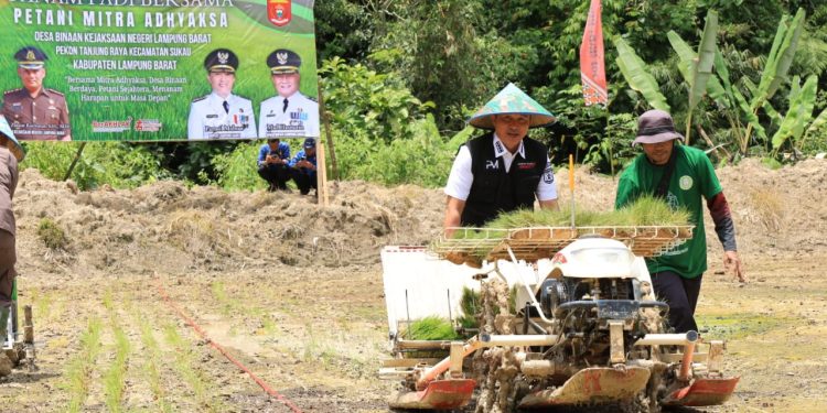 Wujudkan Astacita Presiden Kajati Lampung Bersama Bupati Lambar Tanam Padi Bersama Warga