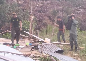 Tim Gabungan Tindak Tegas Perambahan Hutan di Lunang, Industri Kayu Ilegal Jadi Sorotan