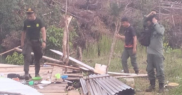 Tim Gabungan Tindak Tegas Perambahan Hutan di Lunang, Industri Kayu Ilegal Jadi Sorotan