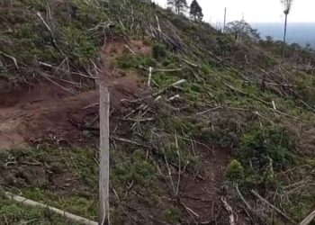 HPT Indrapura Selatan Dibabat, Dibakar, Ditanami Sawit: Kapolda Turun Tangan, Kepala KPHP Berdalih!