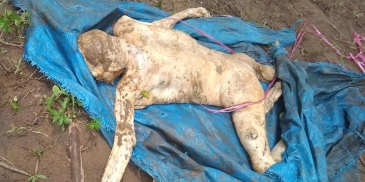 Dinyatakan Hilang 14 hari, Pria 71 Tahun Ditemukan Menjadi Mayat