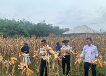 Wujud Nyata Ketahanan Pangan, Lapas Way Kanan Melaksanakan Panen Raya Jagung