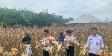 Wujud Nyata Ketahanan Pangan, Lapas Way Kanan Melaksanakan Panen Raya Jagung