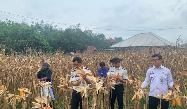 Wujud Nyata Ketahanan Pangan, Lapas Way Kanan Melaksanakan Panen Raya Jagung