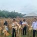 Wujud Nyata Ketahanan Pangan, Lapas Way Kanan Melaksanakan Panen Raya Jagung