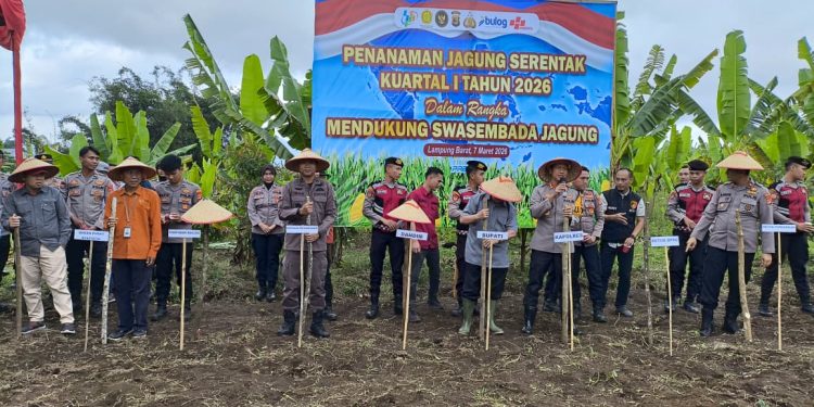 Penanaman Jagung Serentak Kuartal I 2026, Pemkab Lampung Barat Perkuat Ketahanan Pangan