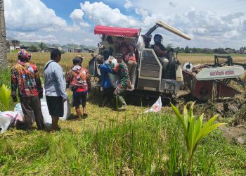 Sertu Ripian Bantu Langsung Panen Padi Warga Rajabasa Jaya