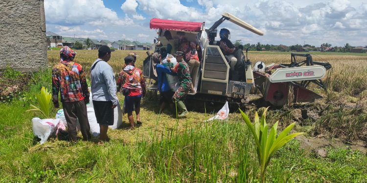 Sertu Ripian Bantu Langsung Panen Padi Warga Rajabasa Jaya